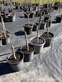 frangipani-seedlings