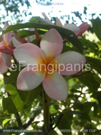 Marshmallow-Cup-Frangipani