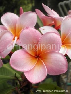 Marshmallow-Pink-Frangipani-Flower