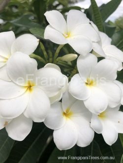 petite-white-flowers